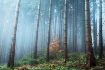 Secrets of the Forest by Ju Riker Fine Art Print Landscape Trees 18x26