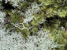 Live, Fresh Soft Healthy Cushion  Reindeer Blend Moss. Unique Rare Find