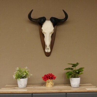 Trophée Crâne De Gnou - Largeur 58 Cm - Taxidermie Afrique - Pièce Unique