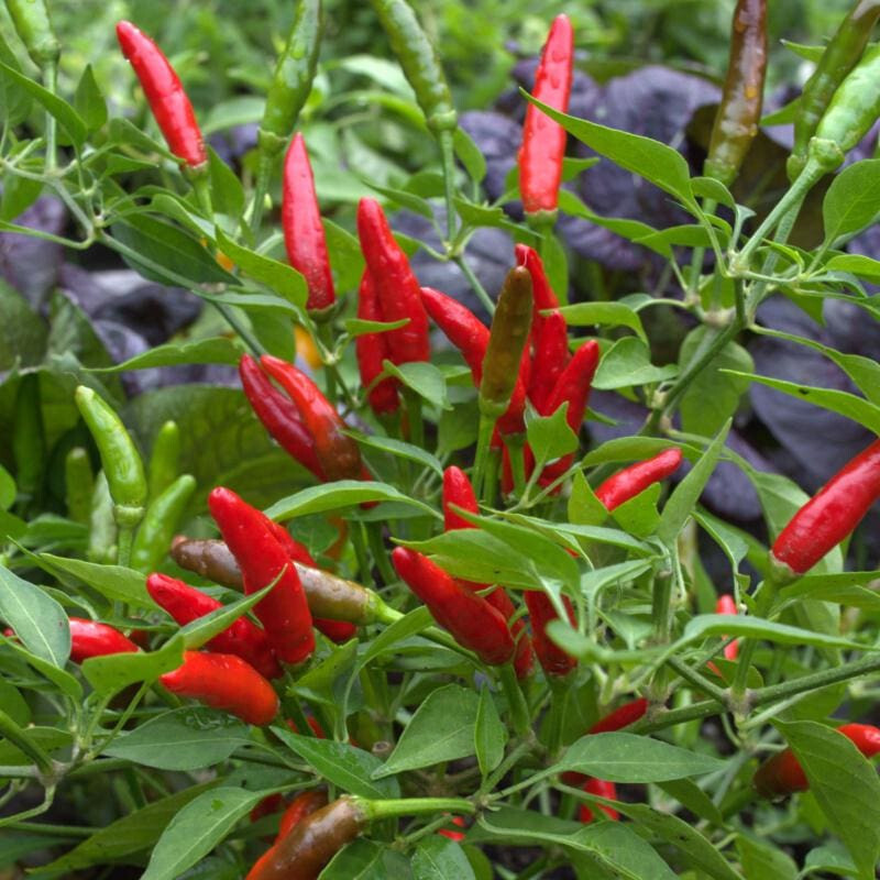 30+ Organic Thai Tiny Hot Pepper Seeds – Free Shipping, Tropical, Fast-Growing Chili