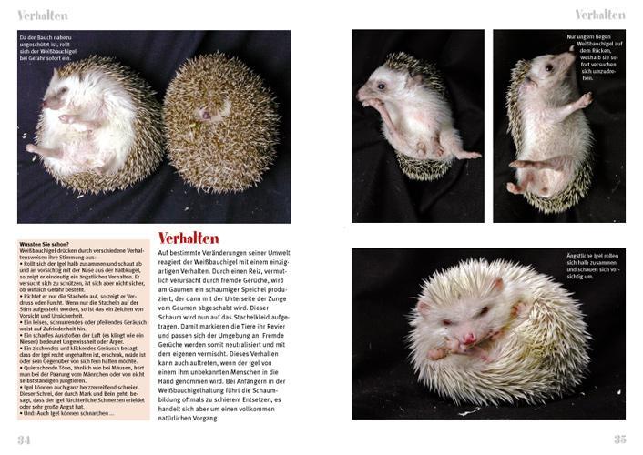 Thumbnail - Weißbauchigel, Daniela Guist