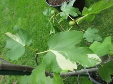 Rare fig  Jolly Tiger 3 cuttings - from reverted tree