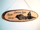 Devon Rex Cat art painting hanging sign Rule Here from original Suzanne Le Good