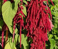 AMARANTHUS LOVE LIES BLEEDING RED Amaranthus Caudatus - 500 Bulk Seeds