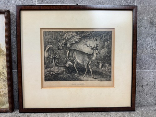 ilustración impresión artística de vida silvestre enmarcada motivo natural litografía ciervos antiguos - Imagen 7 de 9