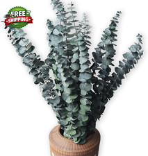 Eucalyptus for Shower 10 Pcs Hanging Dried Eucalyptu Stems 17 Real Eucalyptus