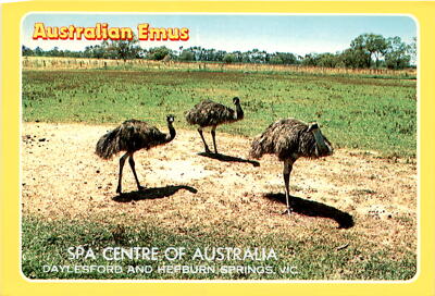 Australian Emus, dry plains country, Rose Series Colorview, Rose Postcard