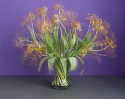 Stilleben Tulipa 2024 Fotografie Kunstwerk MoMA Michael Wesely Kunst limitiert
