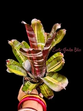 Exotic For Collectors  Aechmea   ROBERTO MENESCAL Young Bromeliad  Plant !