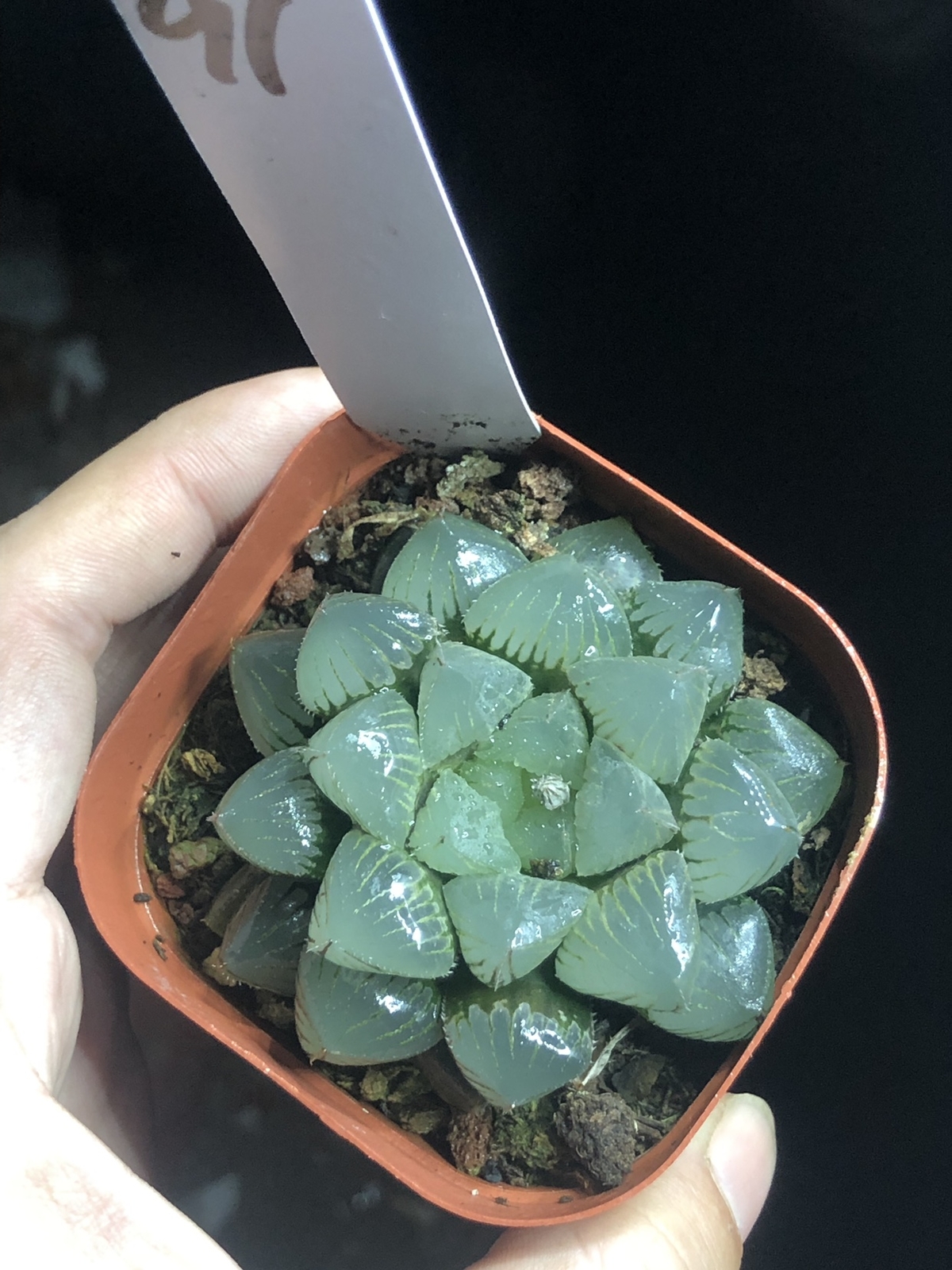 Foto 11 di 12
