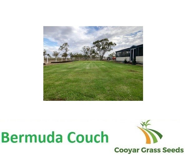 Bermuda Couch Grass Seed BLEND 5kg Lawn Seed eBay