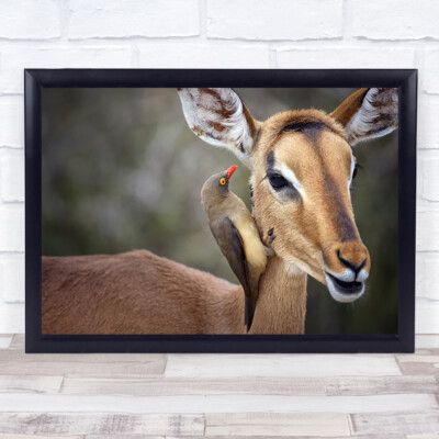 Ochsenspecht Natur Bokeh Wildtiere Wildtiere Vogel Kunstdruck