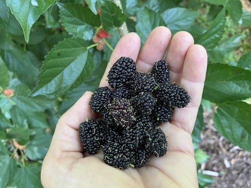 Everbearing Mulberry Tree Seedling (Morus Nigra) - Picture 9 of 10