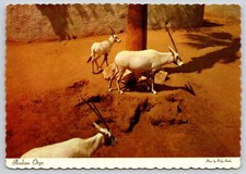 Postcard Arabian Oryx Los Angeles Zoo California Oryx leucoryx