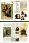 Chimpanzee #2 Mammals Wildlife Fact File Fold-Out Card