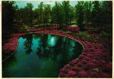 Bryan Park Azalea Gardens Richmond Scenic Spring Bloom Postcard Vintage 1980s