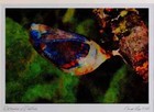 720017 Deux charaxes pascales taillées Jasius Provence France Ltd Ed A3 Waterc