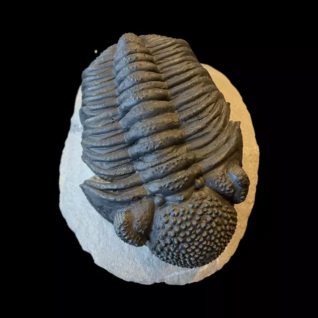 Trilobite Fossil Large eBay