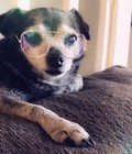 up-dog