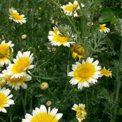 Daisy Seeds, Garland Daisy Flower Seeds, "COOL BEANS N SPROUTS" Brand.