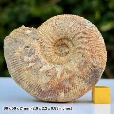 Kepplerite Fossil Ammonit Koenigi Zone Gowerianus Subzone Kellaways Formation