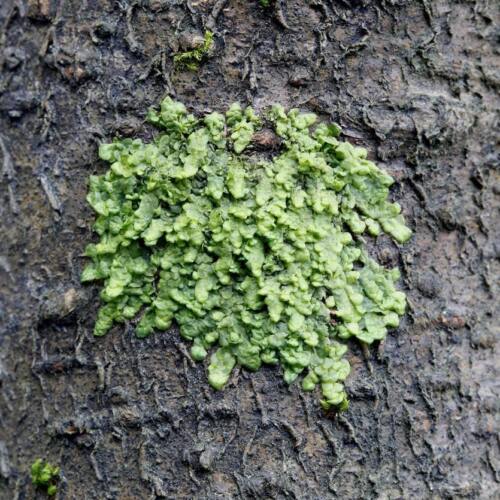 Radula marginata, Rare Exotic Moss Seeds from New Zealand, 8 seed pack - Bild 1 von 1