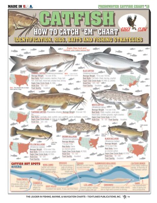 Catfish Fish Identification #13 (Rigs & Fishing Strategies ...