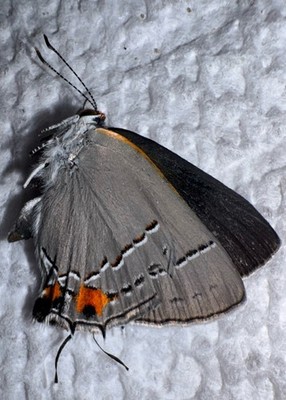 JS - GRAY HAIRSTREAK BUTTERFLY- Strymon melinus 18