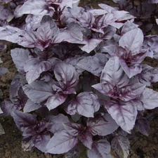 Basil purple seeds, 500 Basil seeds Baku purple, organic seeds #184+TRACK №
