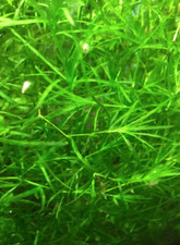 Guppy Grass Najas - Live Aquarium Freshwater Plant
