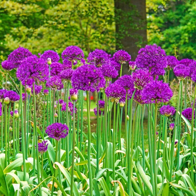 10 PURPLE SENSATION SEEDS (Allium aflatunense) LARGE 4-6