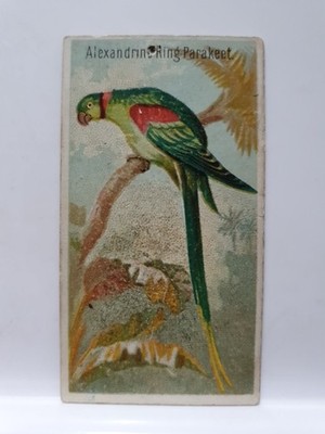 Allen & Ginter Zigarettenkarte, Vögel die Tropen, Alexandrine Ringsittich (D22