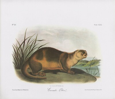 1989 Audubon Vintage ''Canada Otter'' A Lovely Mammal Color Art Lithograph Print