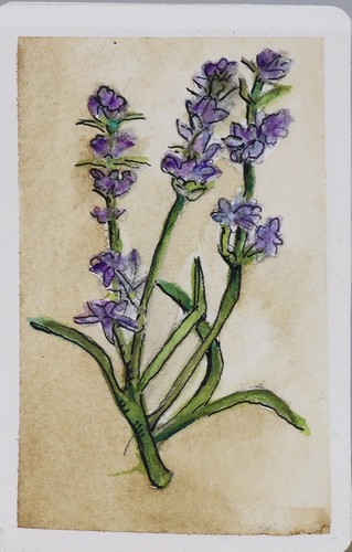 Lavender botanical aceo art card original painting watercolor ink OOAK