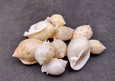 Japanese Bonnet Seashells Spotted (10 shells approx. 1.5+ inches)