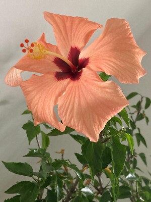 Hibiskus Cairo Apricot große Ableger 