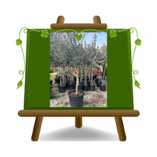 Olivi Frantoio pianta su vaso da 55 cm Altezza 200~250 cm  eta' 15 anni