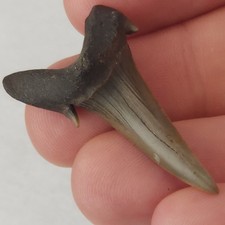 Scapanorhynchus 0.00