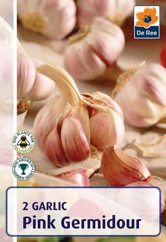2 Garlic Bulbs Pink Germidour Grow Your Own Garlic eBay