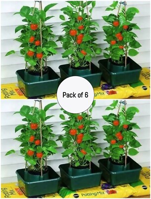 Tomato Plants In Pots For Sale - Foto 6