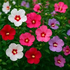 500+ Rose of Sharon (Hibiscus Syriacus) Flower Fresh Seeds . Mixed Colors