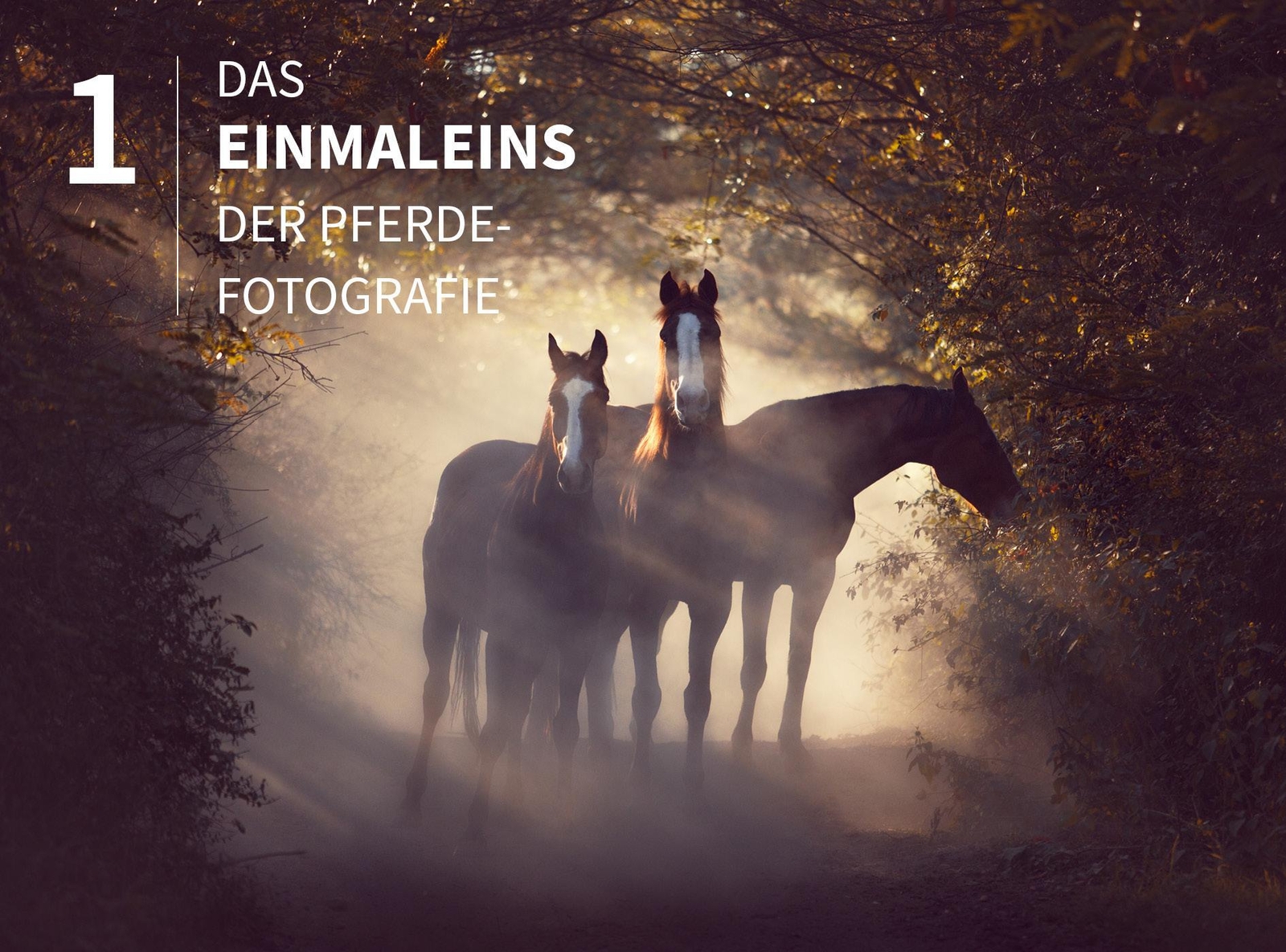 Thumbnail - Pferde Stilvoll Fotografieren | Haas Wiebke | Buch | 222 S. | Deutsch