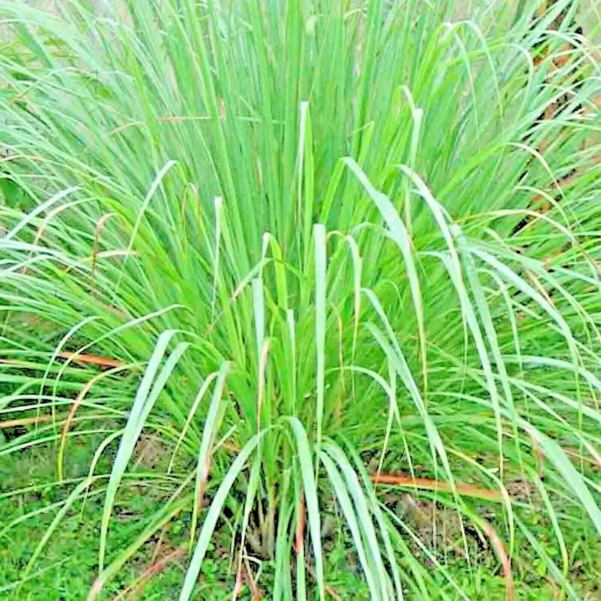 Lemongrass insect repellent deals