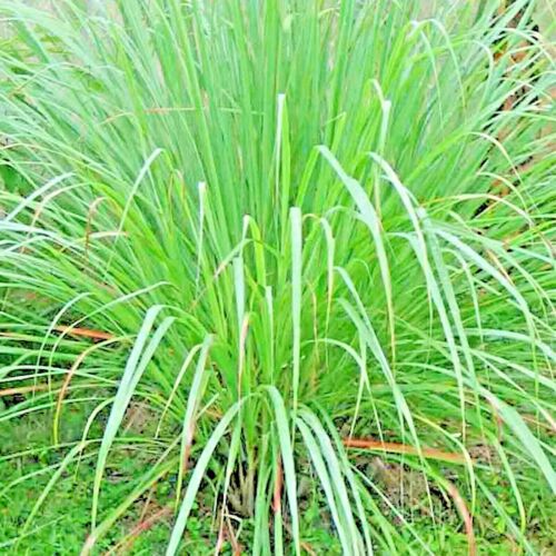 LEMONGRASS 300+ SEEDS LEMON GRASS MOSQUITO INSECT REPELLENT FRESH NON-GMO USA - Picture 1 of 4