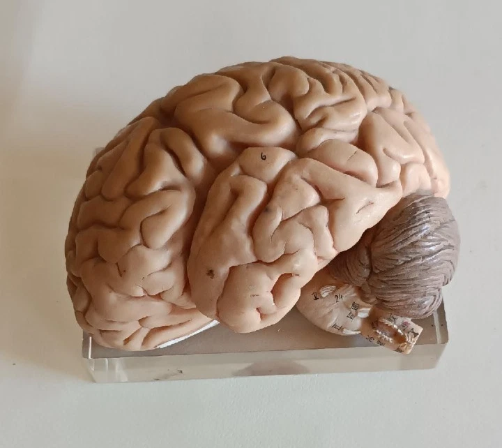 Modello Anatomico Di Cervello Umano In PVC - Smontabile Con Manuale Per Studio E Scuola