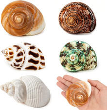 5PCS Hermit Crab Shells Medium to Large 2.8"-4" Shells, Opening 1.5"-2.5"