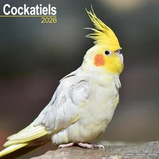 COCKATIELS - 2026 WALL CALENDAR - BRAND NEW - 07138
