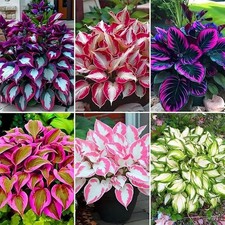 180 Mixed Color Hosta Seeds for Planting Outdoors-Shade/Cold Tolerant Perennials