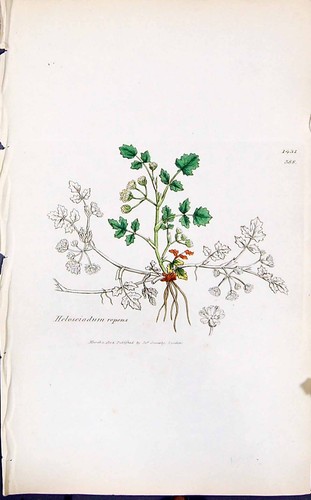 Antique Old Print Heloseiadum Repens Smith Sowerby 1847 British Plants Botany