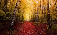 Landscape nature fall red leaves path yellow trees mist Custom Gaming Mat Desk